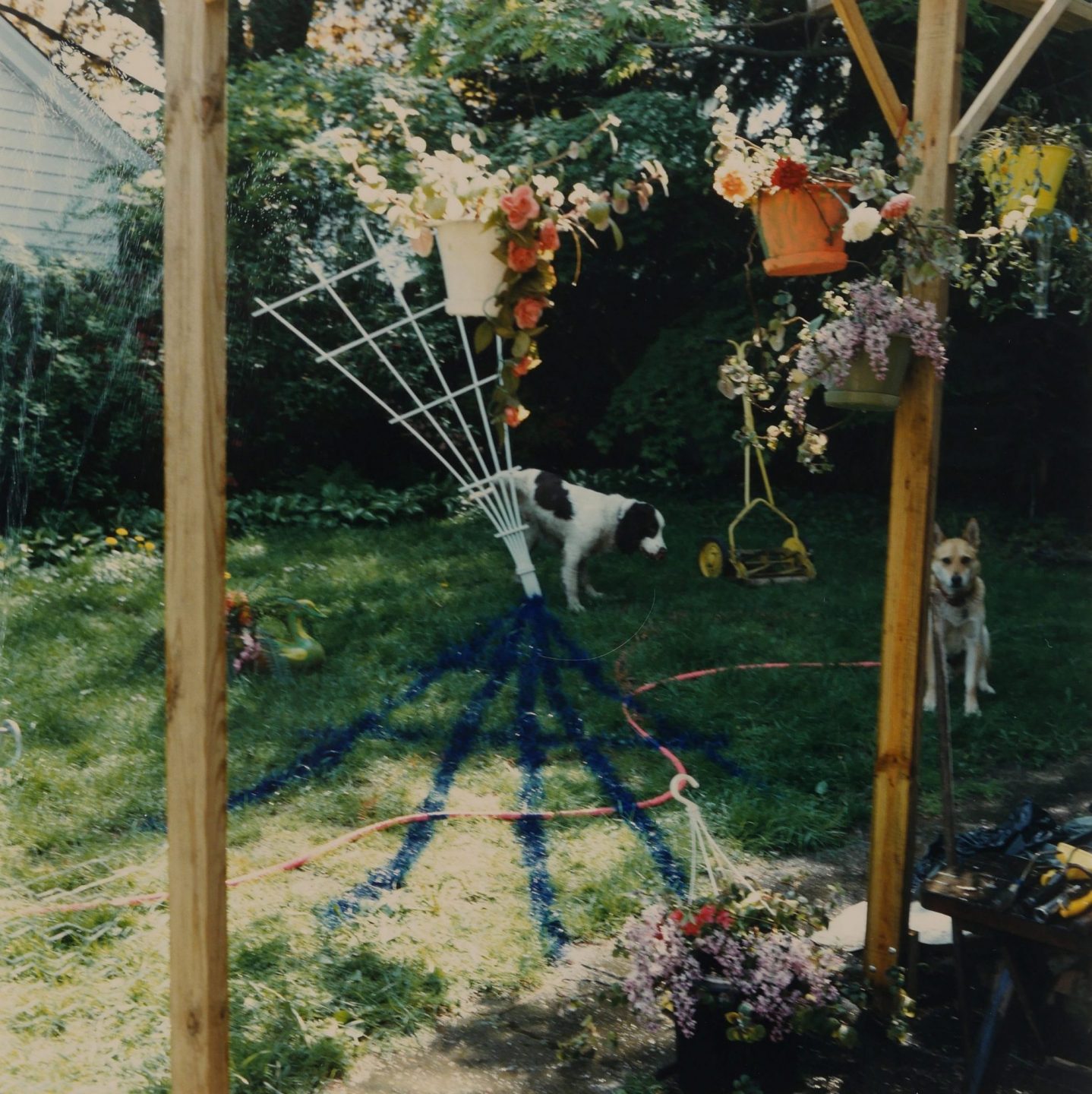 Schiavo Barney and Rama